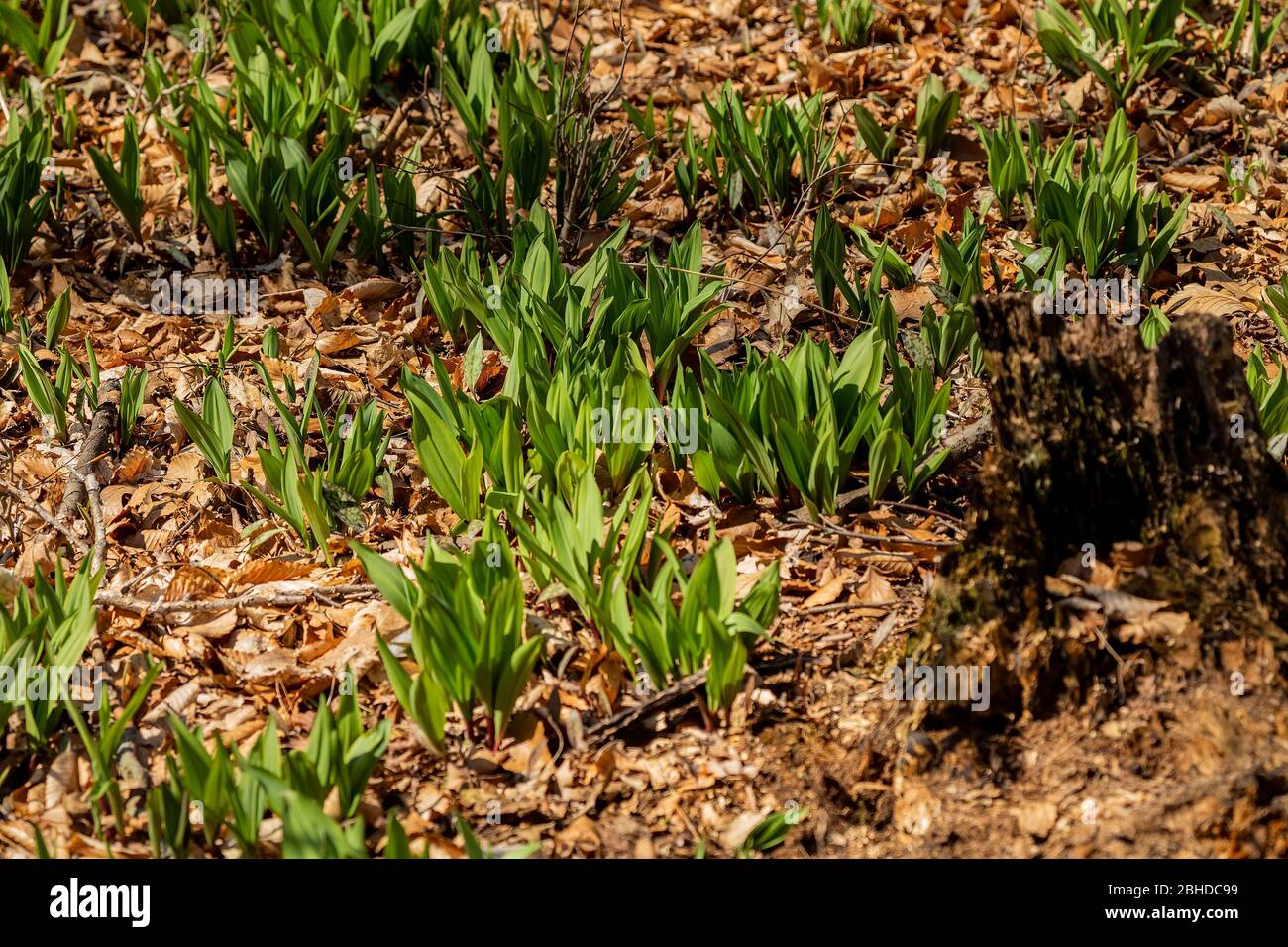 Wild Ramps wild garlic ( Allium tricoccum), commonly known as ramp, ramps, spring onion, wild