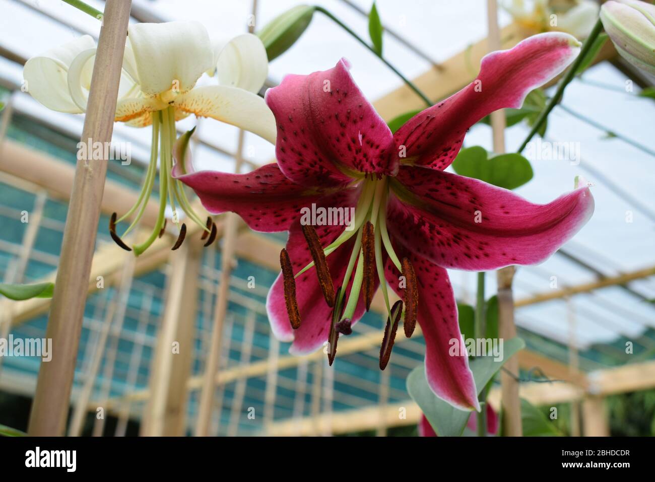 Lilium Miss Feya Stock Photo - Alamy