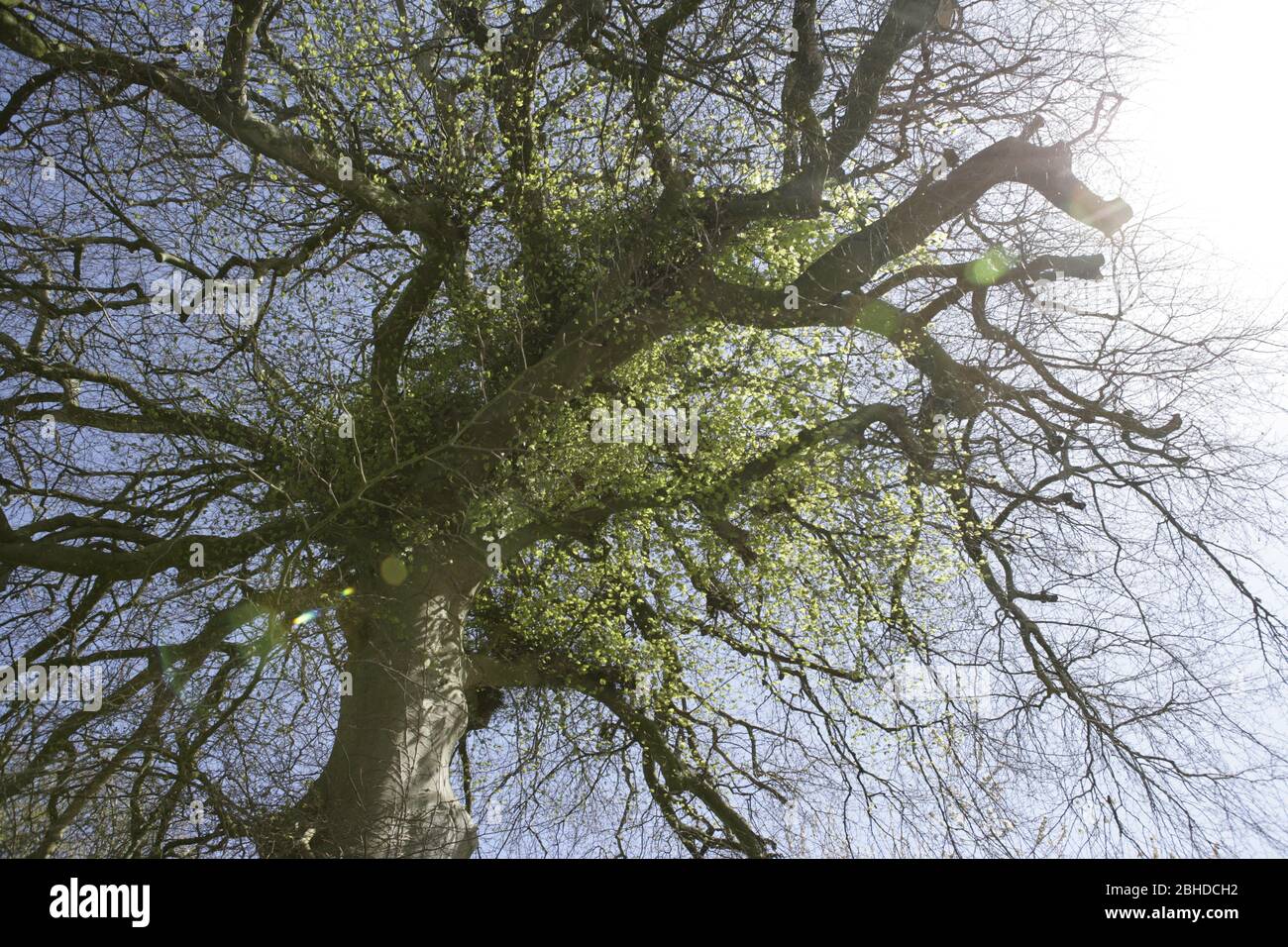 Upward sky view of mature Beech tree trunk and branches against sunlit sky during Spring-time Stock Photo