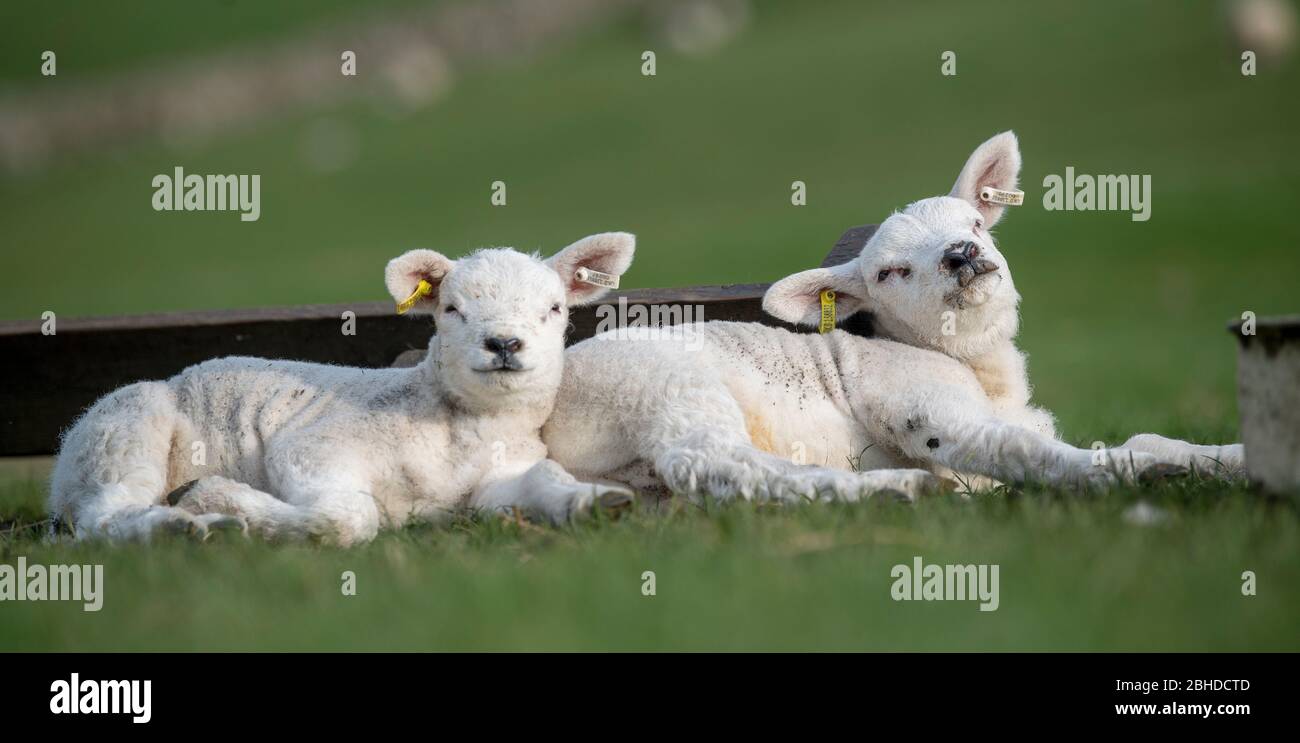Texel lambs resting in the field, enjoying the spring sunshine. North Yorkshire, UK. Stock Photo