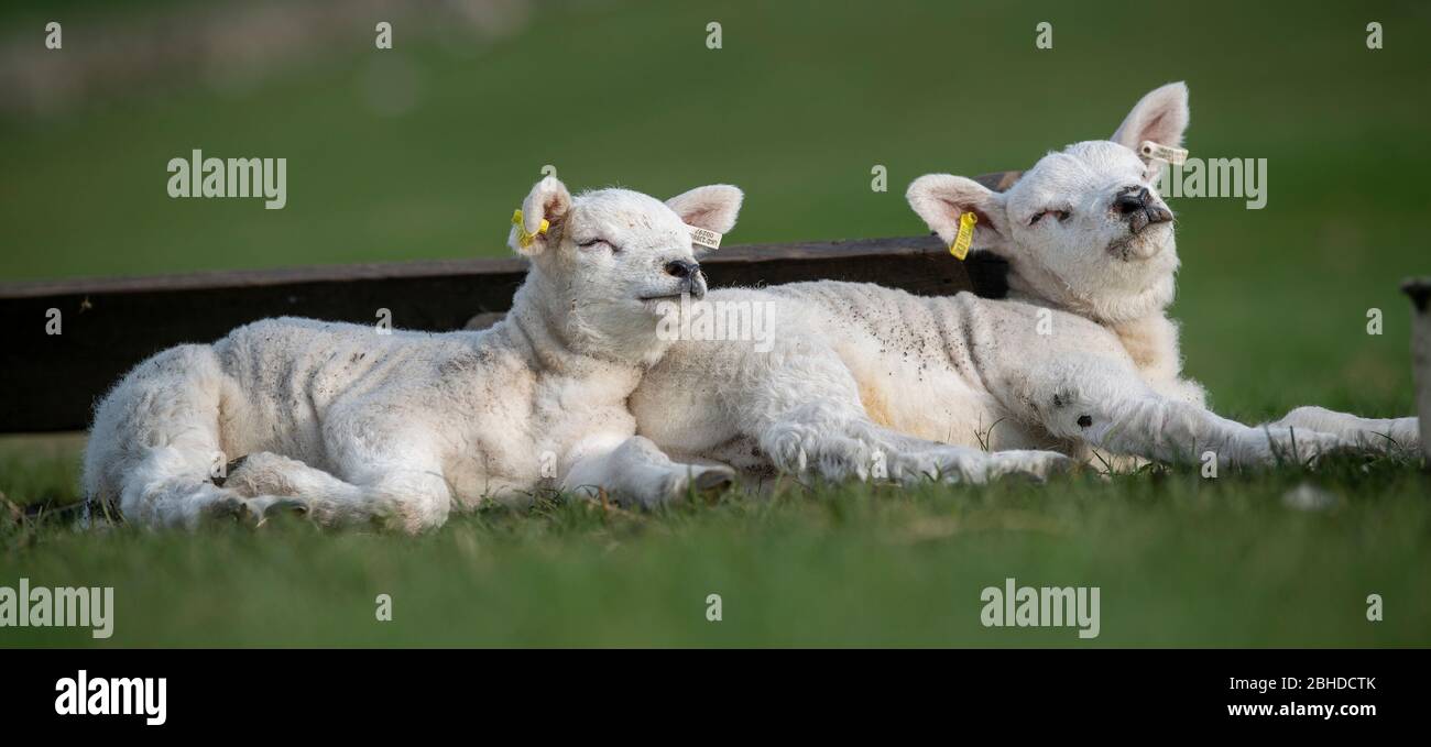 Texel lambs resting in the field, enjoying the spring sunshine. North Yorkshire, UK. Stock Photo