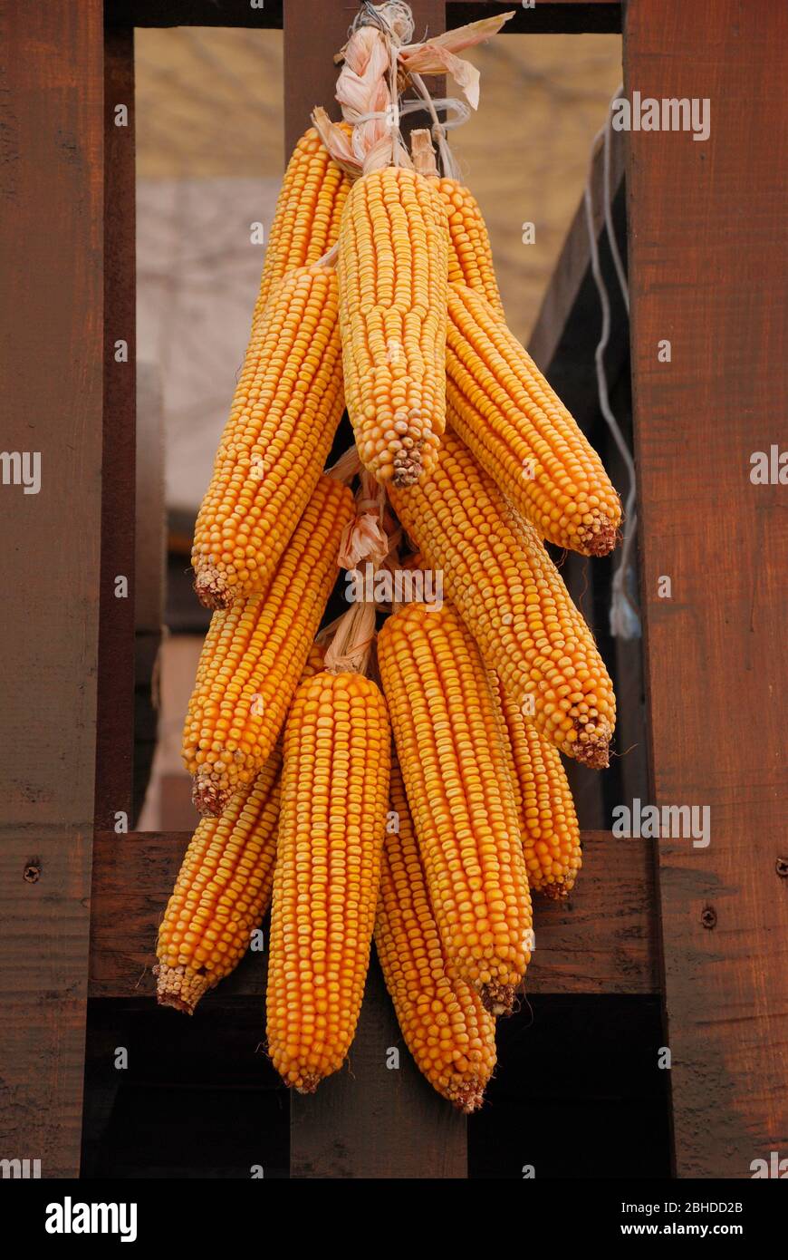 Hanging corn hi-res stock photography and images - Alamy