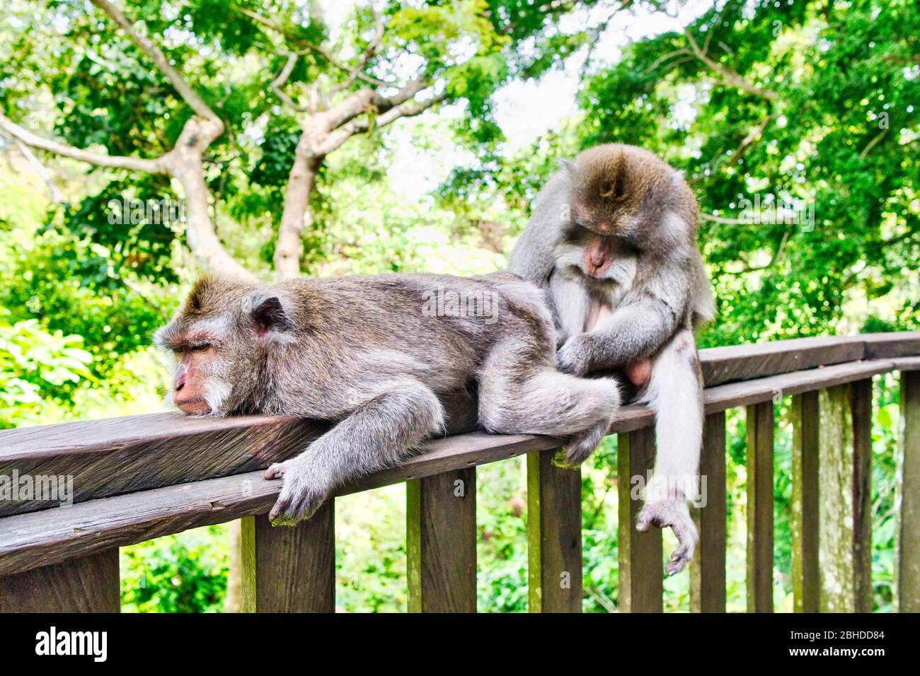 Macaque monkeys and statues at Ubud Bali, Indonesia. Sacred Monkey Forest and Hindu temple complex in Ubud. Stock Photo