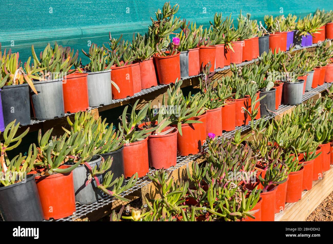 Pigface small plants growing in plastic pots in nursery Stock Photo