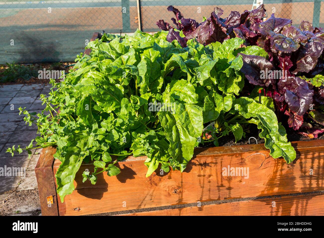 Salad Vegetables growing in large wooden planter Stock Photo