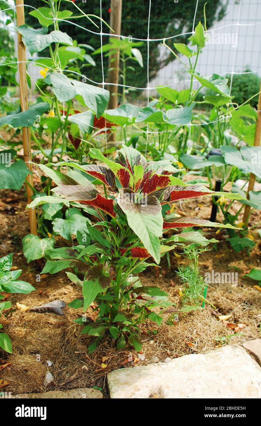 https www alamy com an amaranthus tricolor plant in a garden a type of amaranth eaten as a leaf vegetable and is also known as callaloo or josephs coat image354953021 html