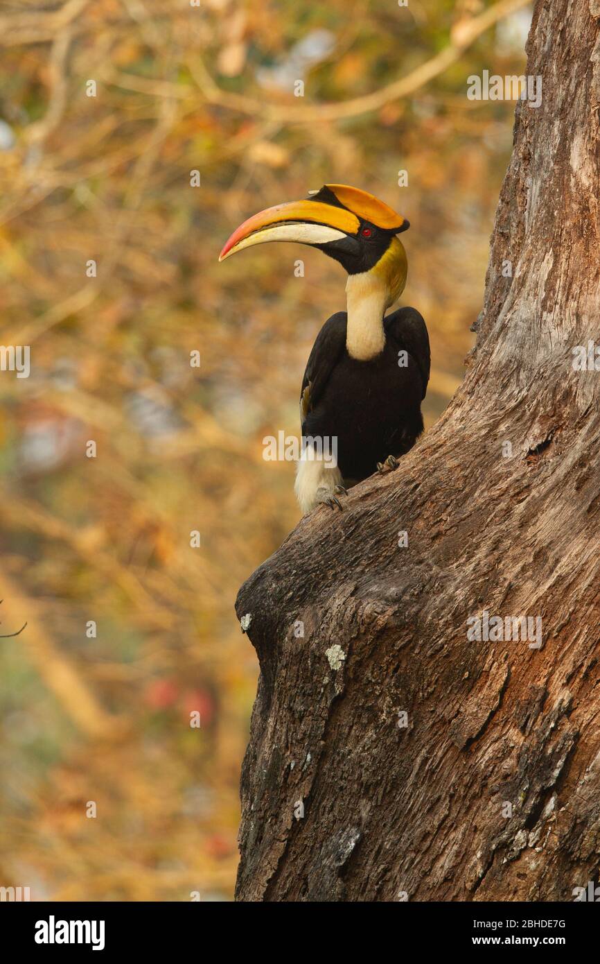 Great Hornbill (Buceros bicornis) perched on a tree trunk Stock Photo