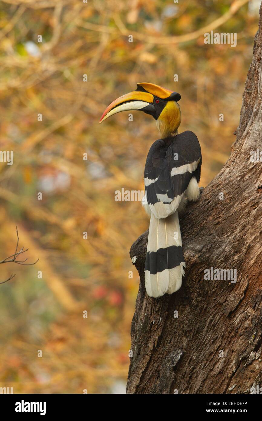 Great Hornbill (Buceros bicornis) perched on a tree trunk Stock Photo