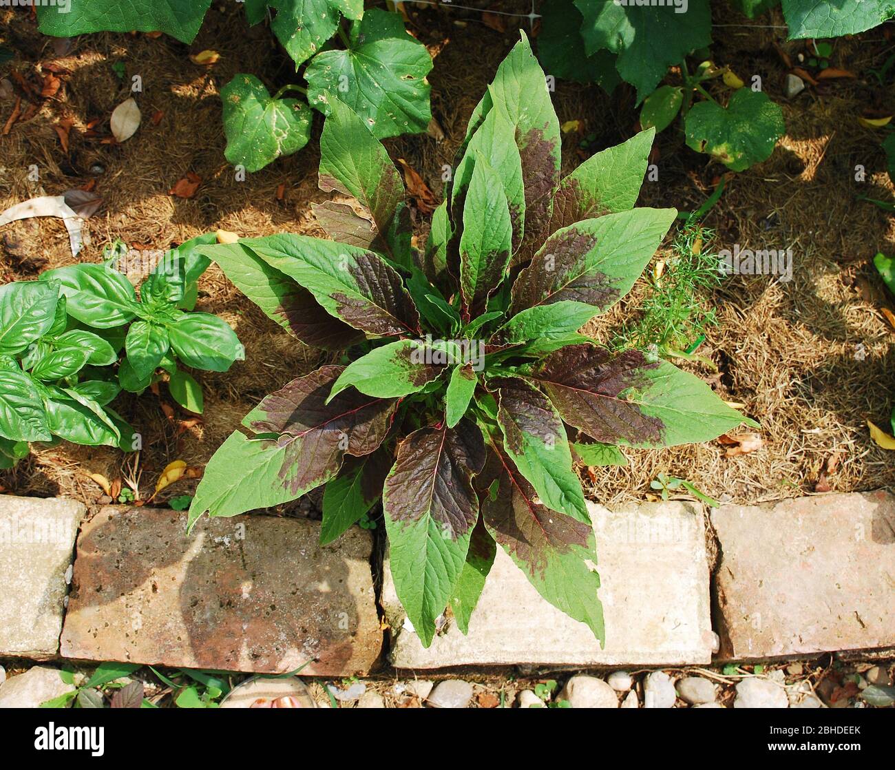 An Amaranthus Tricolor plant in a garden, a type of amaranth eaten as a leaf vegetable and is also known as Callaloo or Joseph's Coat Stock Photo