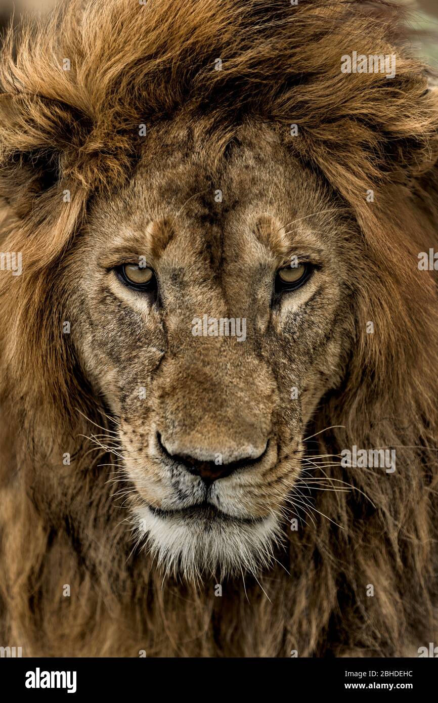 Male lion headshot looking up hi-res stock photography and images - Alamy