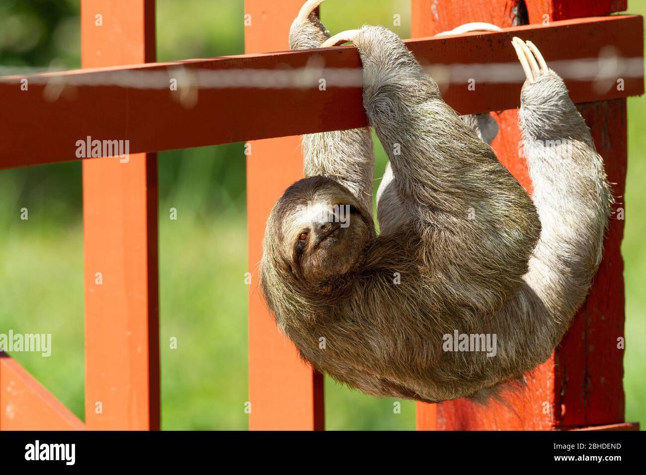 Three-Toed Sloth (Bradypus infuscatus) climbing along a fence to go from tree to tree Stock Photo