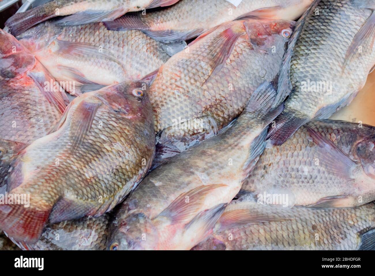 The Pile of fresh tilapia fish wallpaper Stock Photo - Alamy