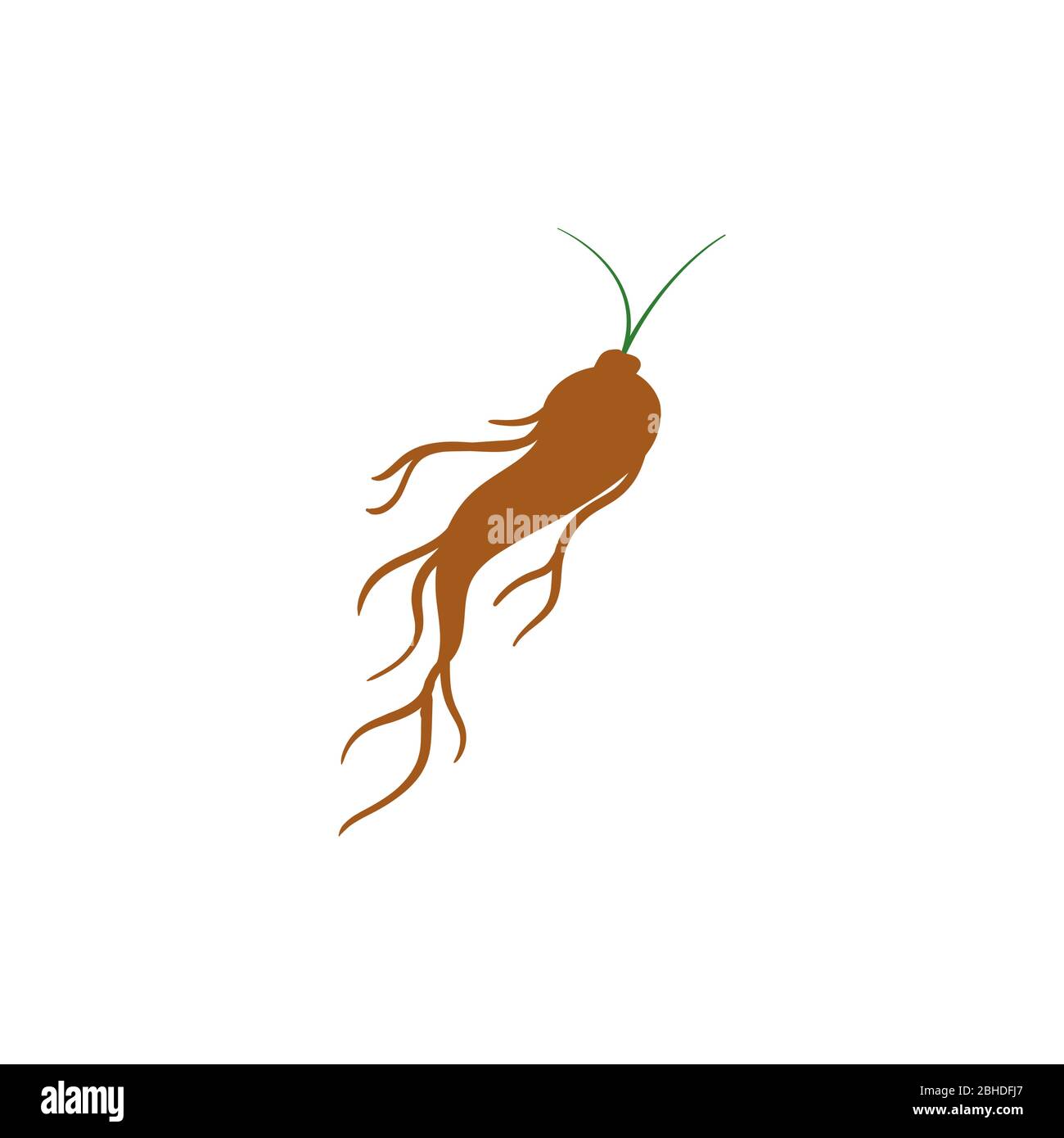 ginseng root vector graphic design illustration Stock Vector