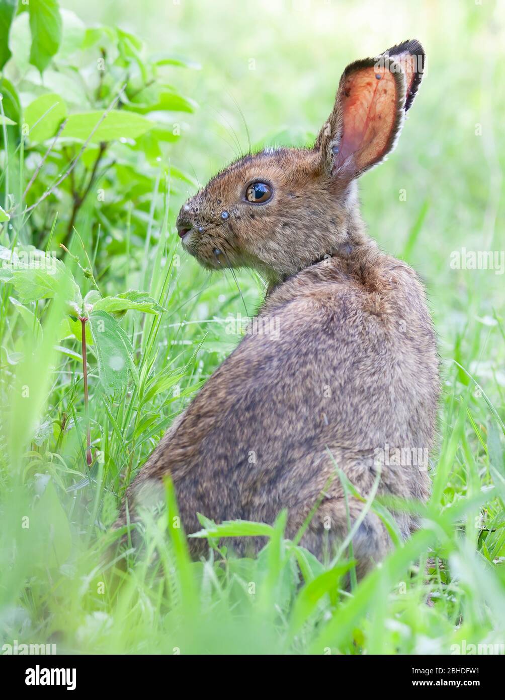 Rabbit covered in blacklegged ticks or deer ticks on an early