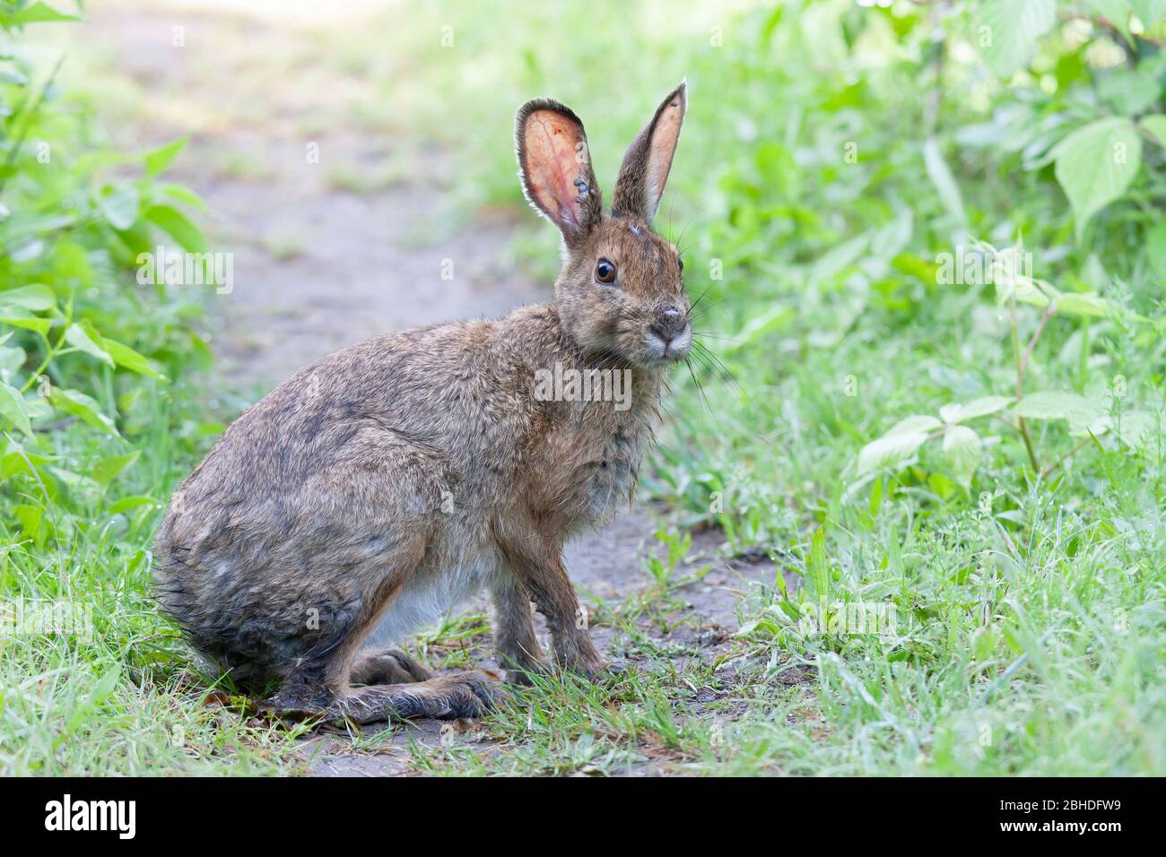 Black legged ticks hi-res stock photography and images - Alamy