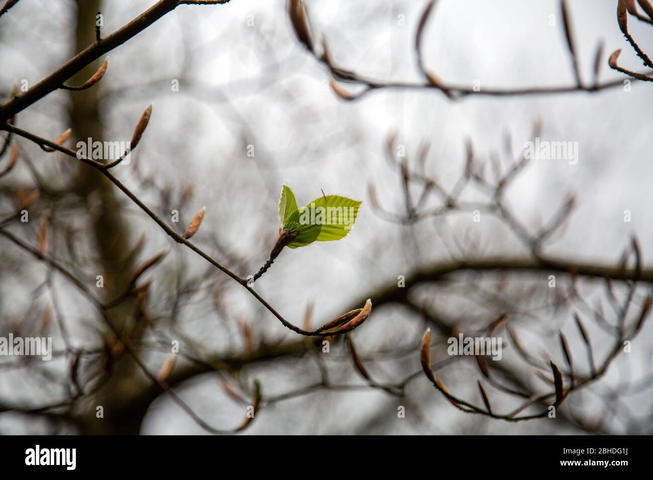 Hairy Beech Leaves High Resolution Stock Photography and Images - Alamy