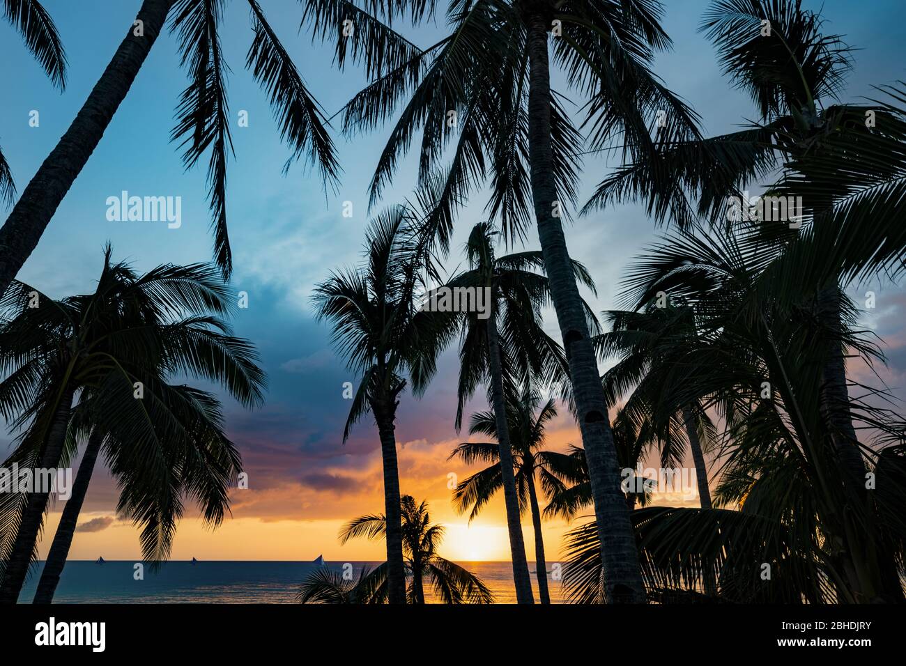 (Selective focus) Stunning view of a dramatic sunset in the background and the silhouette of coconut palm trees in the foreground. Stock Photo