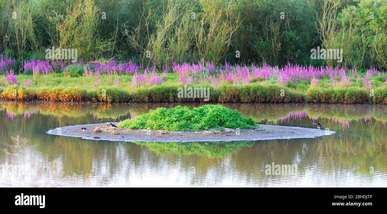 Island on a pond with purple flowers in the background Stock Photo
