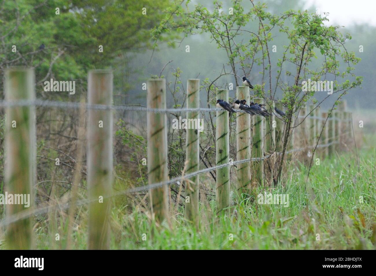 Swallows (Hirundo rustica) on barbwire fence Stock Photo