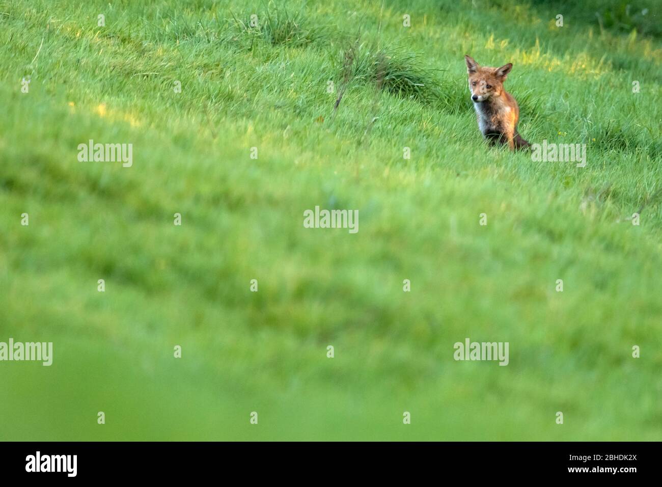 Red Fox walking through a lush green field Stock Photo