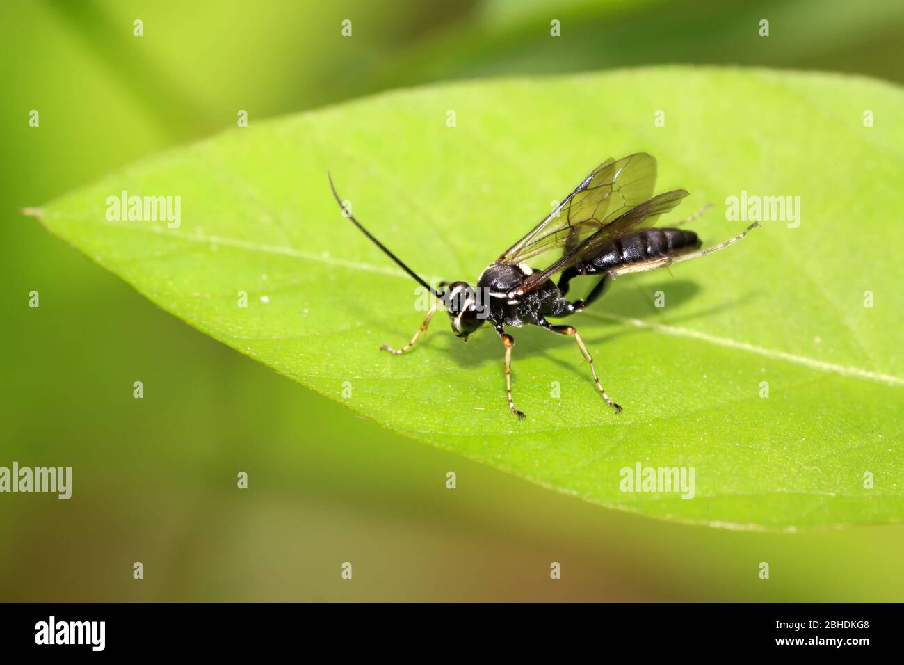 bee insects on the leaves, close up of pictures, taken photos in the ...