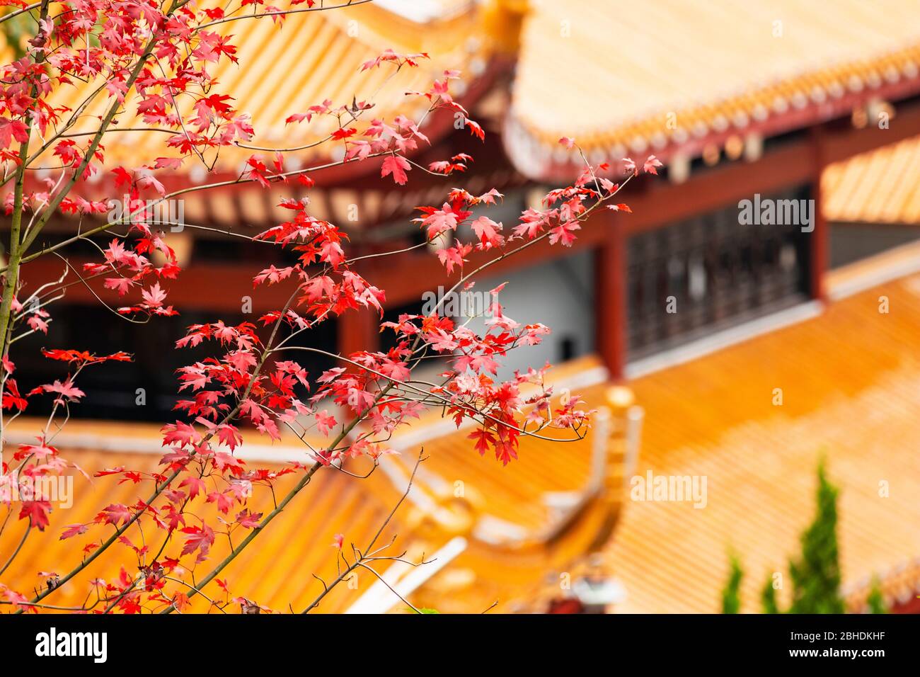 maple leaves in the park Stock Photo - Alamy