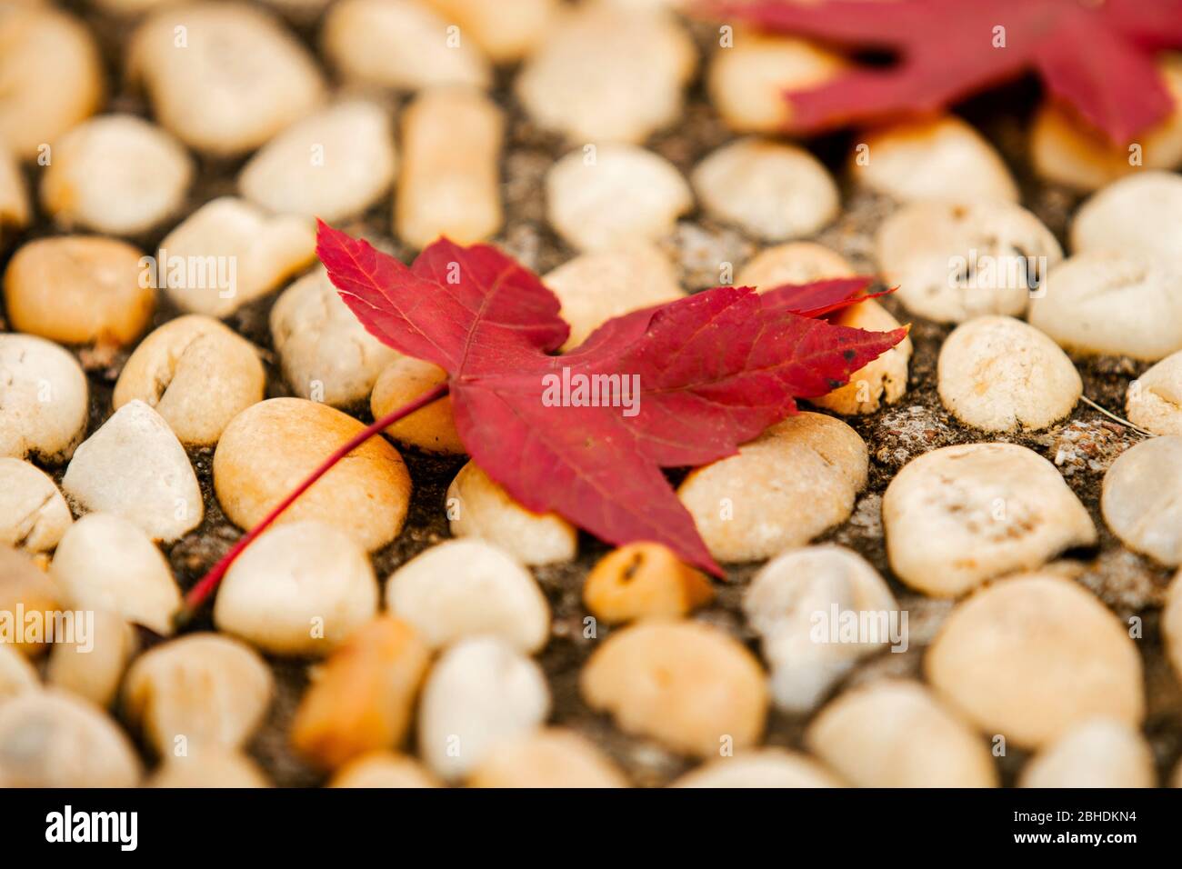 A close-up of the maple leaf on the trail Stock Photo