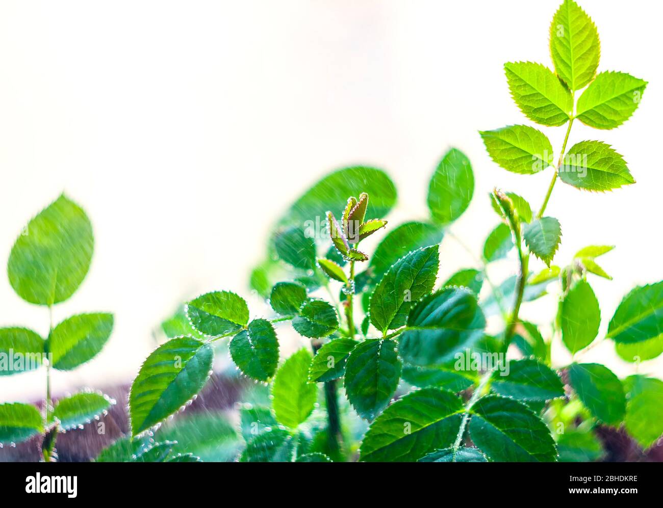 Seedlings of garden roses in the rain. Young sprout. Green leaves with green leaf background. Selective focus Stock Photo