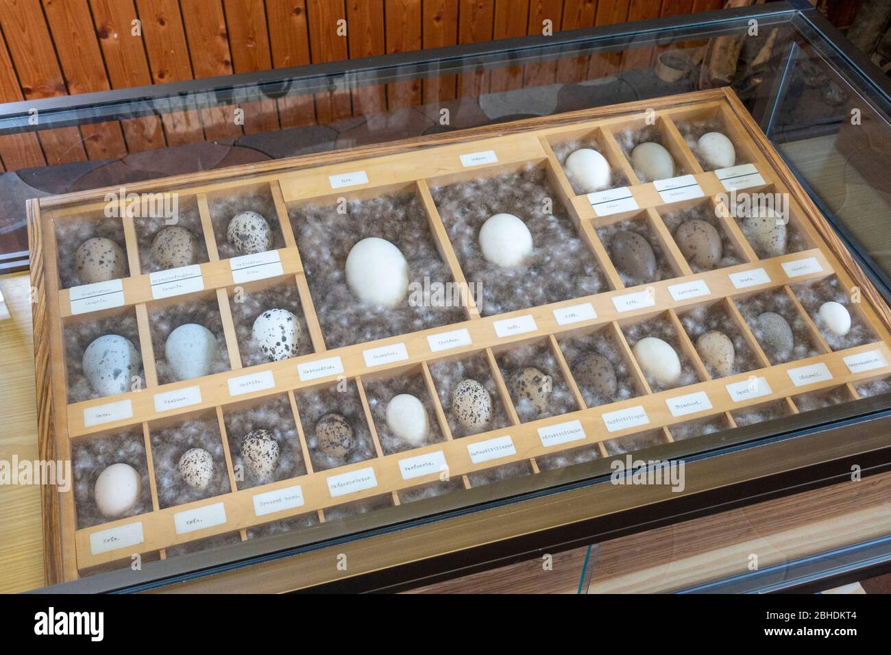 A tray of assorted Icelandic bird eggs inside the Bjarnarhöfn Shark Museum, Bjarnarhöfn, Snaefellsnes peninsula, Iceland. Stock Photo