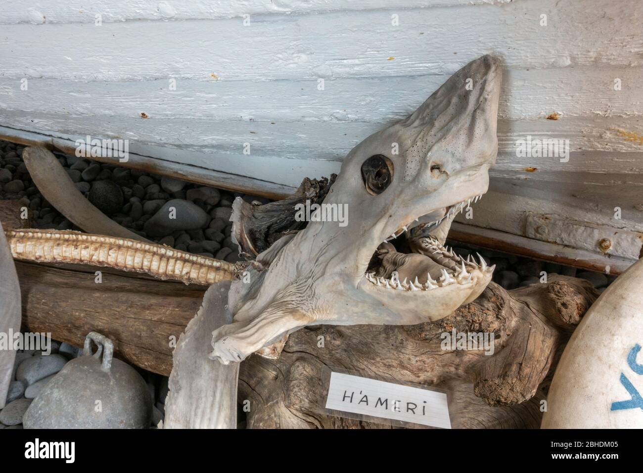 Porbeagle shark (lamna nasus) hires stock photography and images Alamy