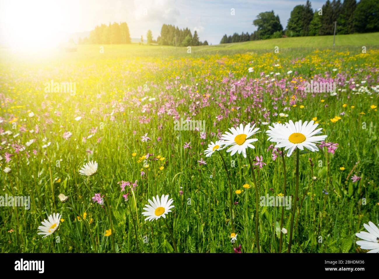 panoramic meadow with flowers and sunbeam at springtime Stock Photo