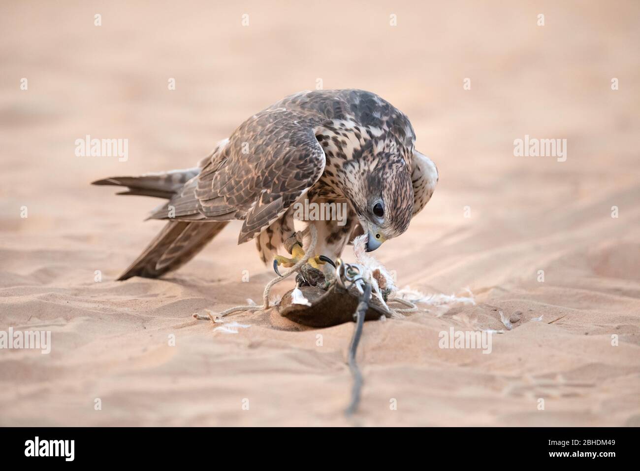 National bird of united arab emirates hi-res stock photography and ...
