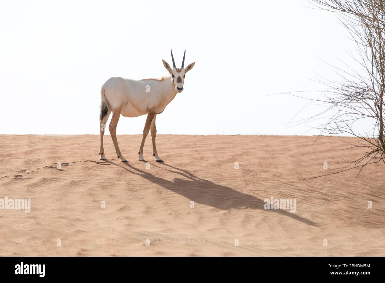 Cute baby Arabian oryx walking over a sand dune Stock Photo - Alamy