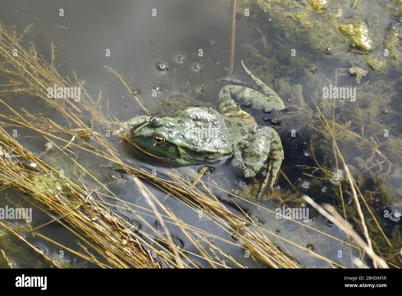 Green frog floats in water with water-dried plants Stock Photo