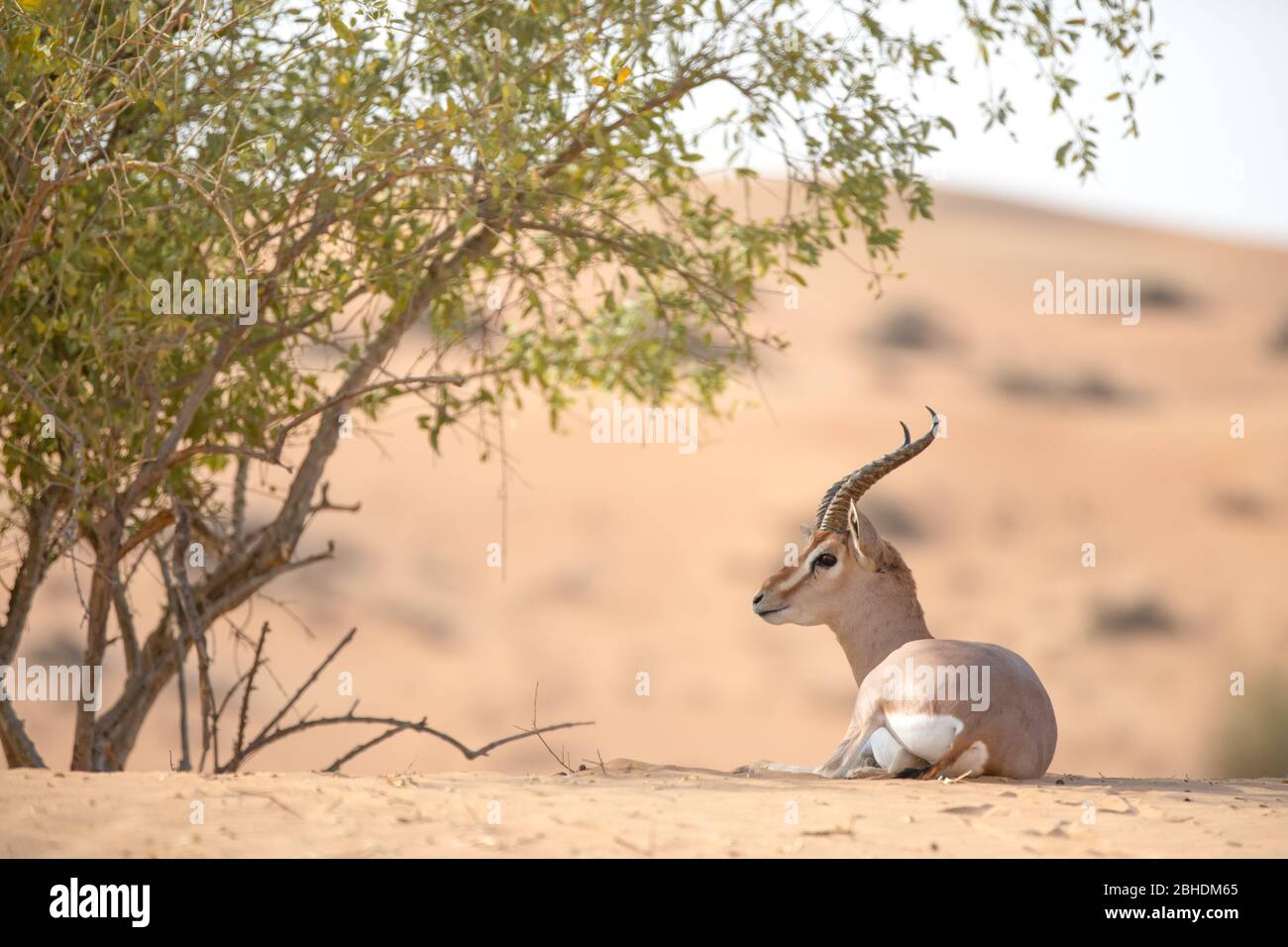 Gazelle Arabic High Resolution Stock Photography and Images - Alamy