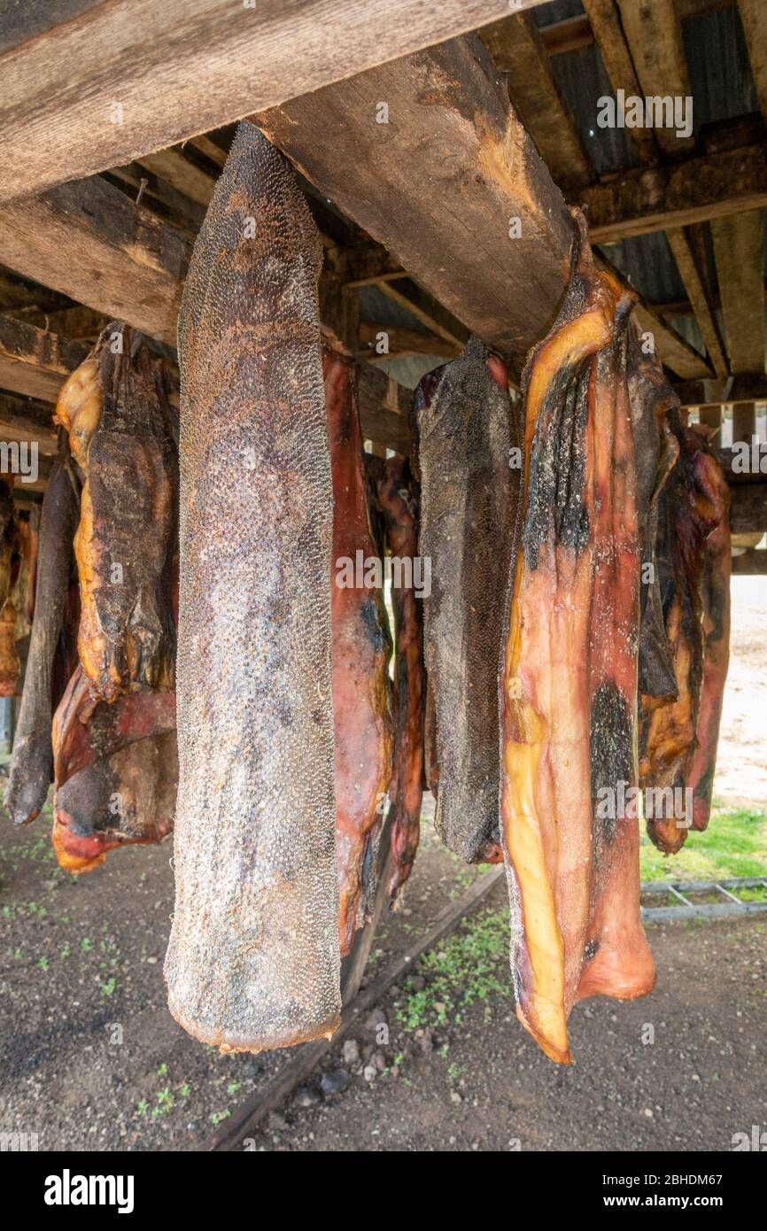 Greenland Shark Meat