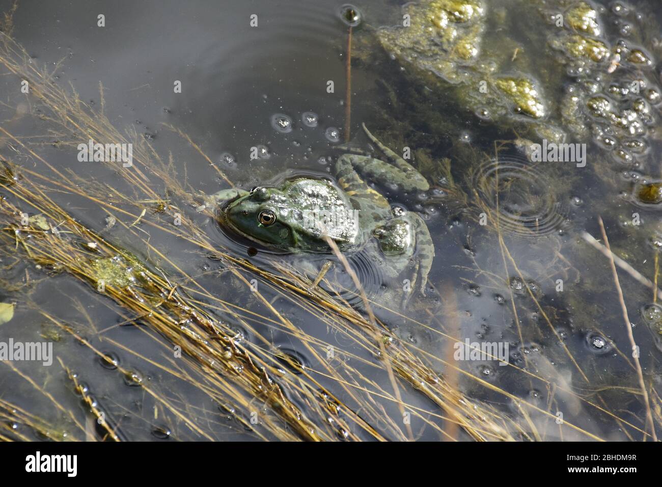From water with aquatic plants, peek frog Stock Photo Alamy