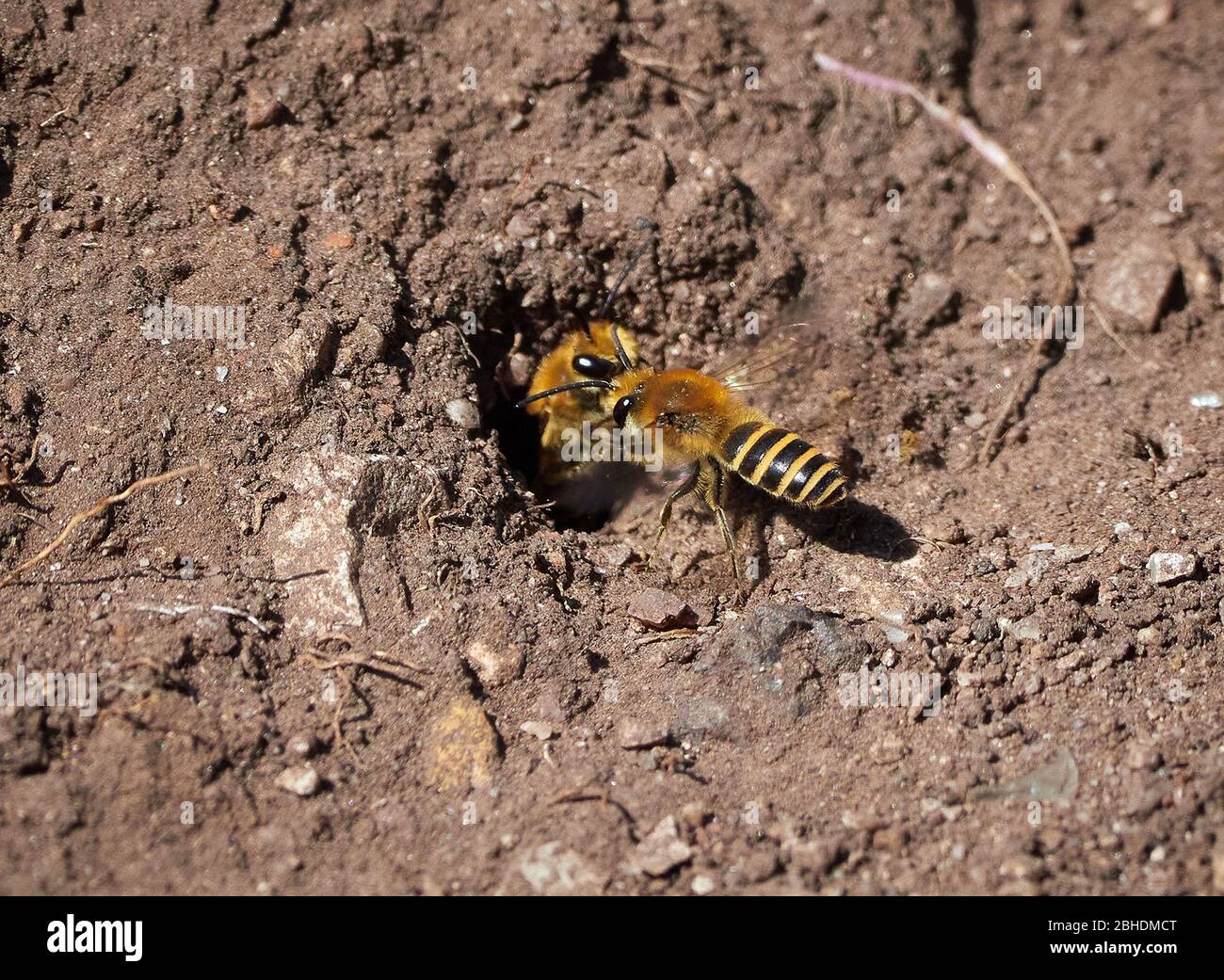 Two Ivy Bees Colletes hederae interacting at the entrance to a single burrow dug in soft soil in the Avon Gorge Bristol UK Stock Photo