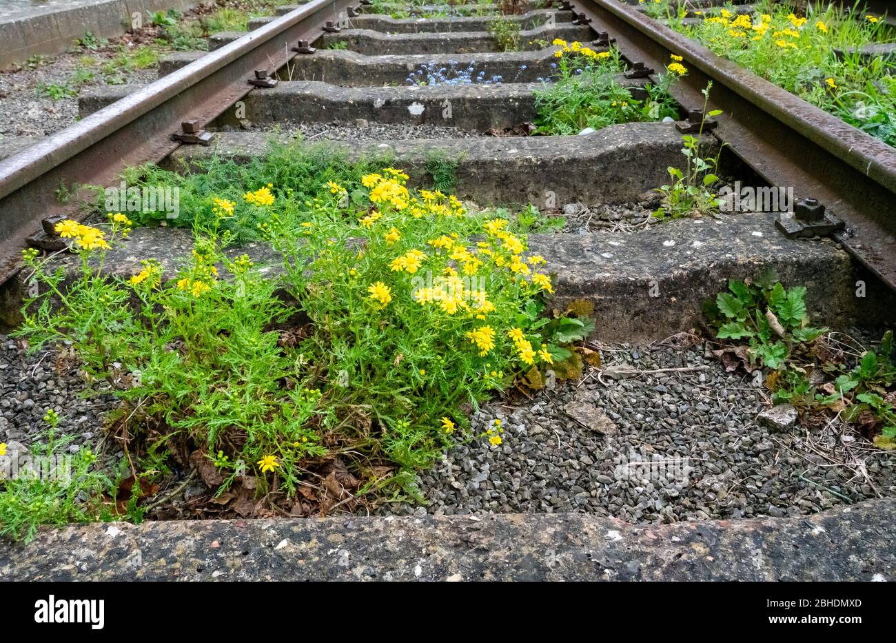 Oxford Ragwort Senecio squalidus is a common coloniser of railway tracks and sidings throughout the UK Stock Photo