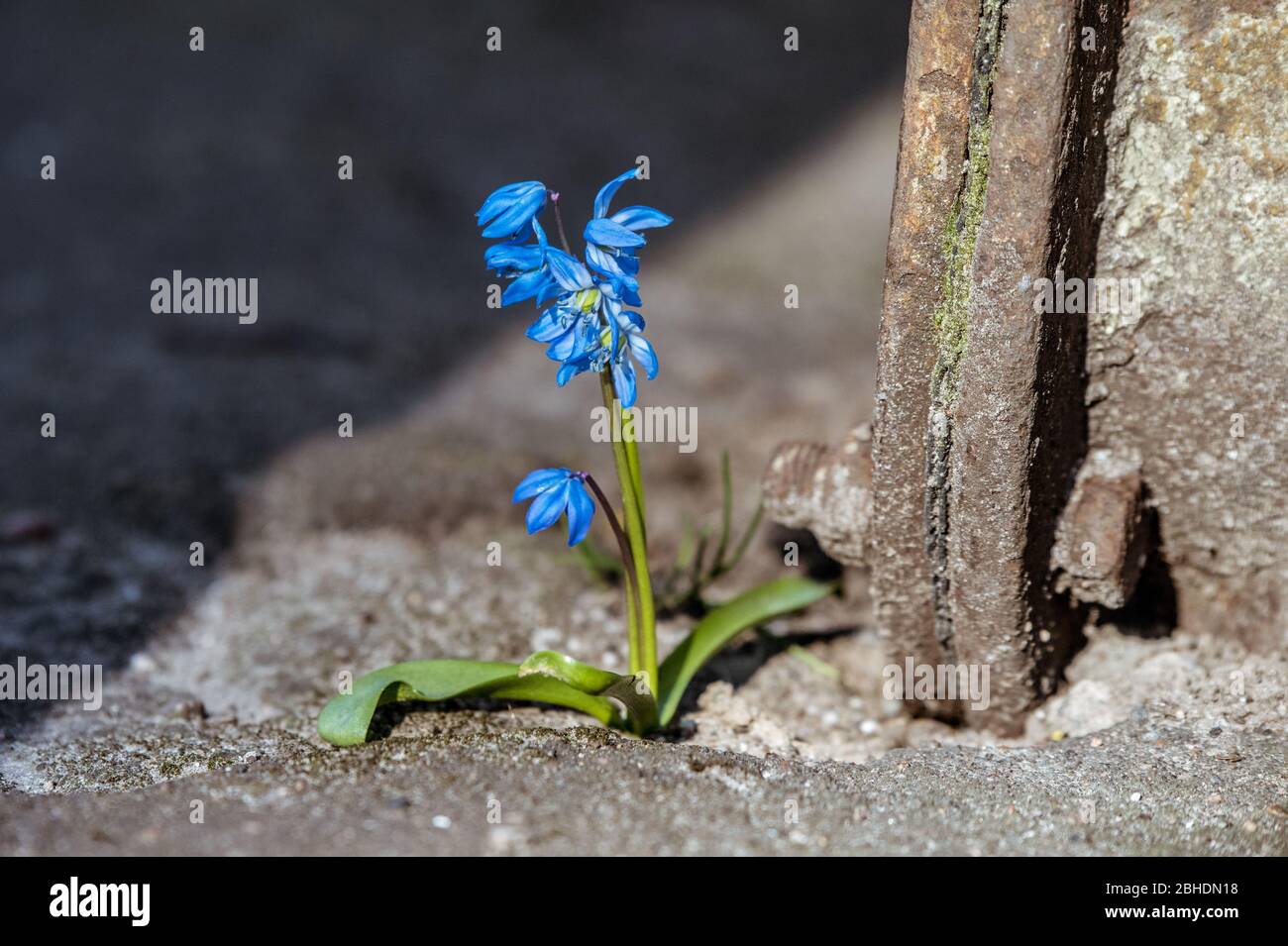 Spring flower growing on crack in asphalt pavement Stock Photo Alamy