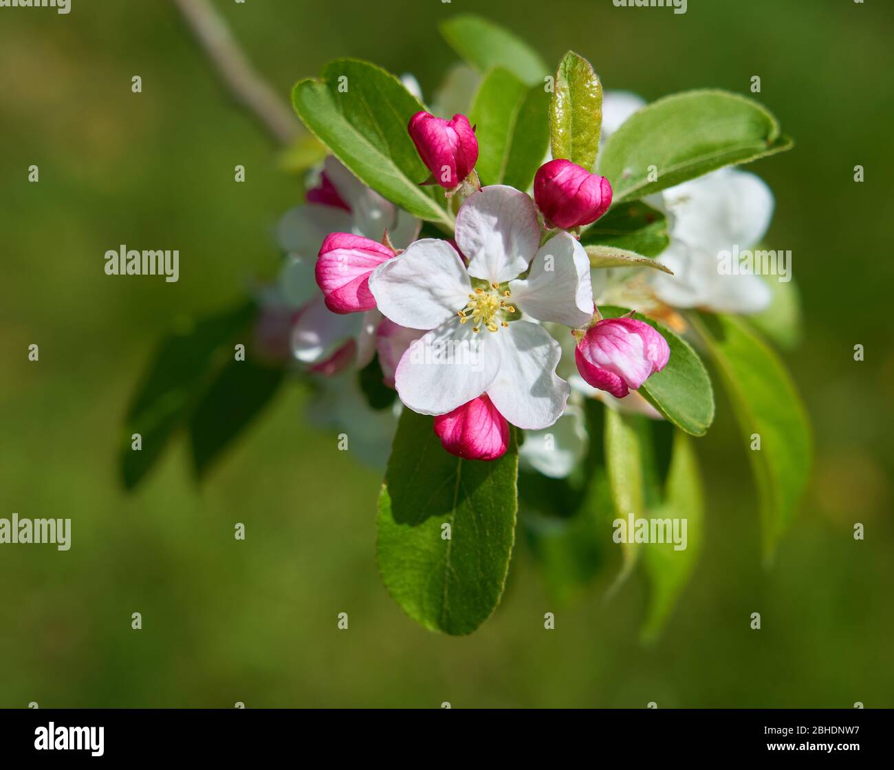 Apple Malus domestica blossom showing open five-petalled flower ringed by five red buds - Somerset UK Stock Photo