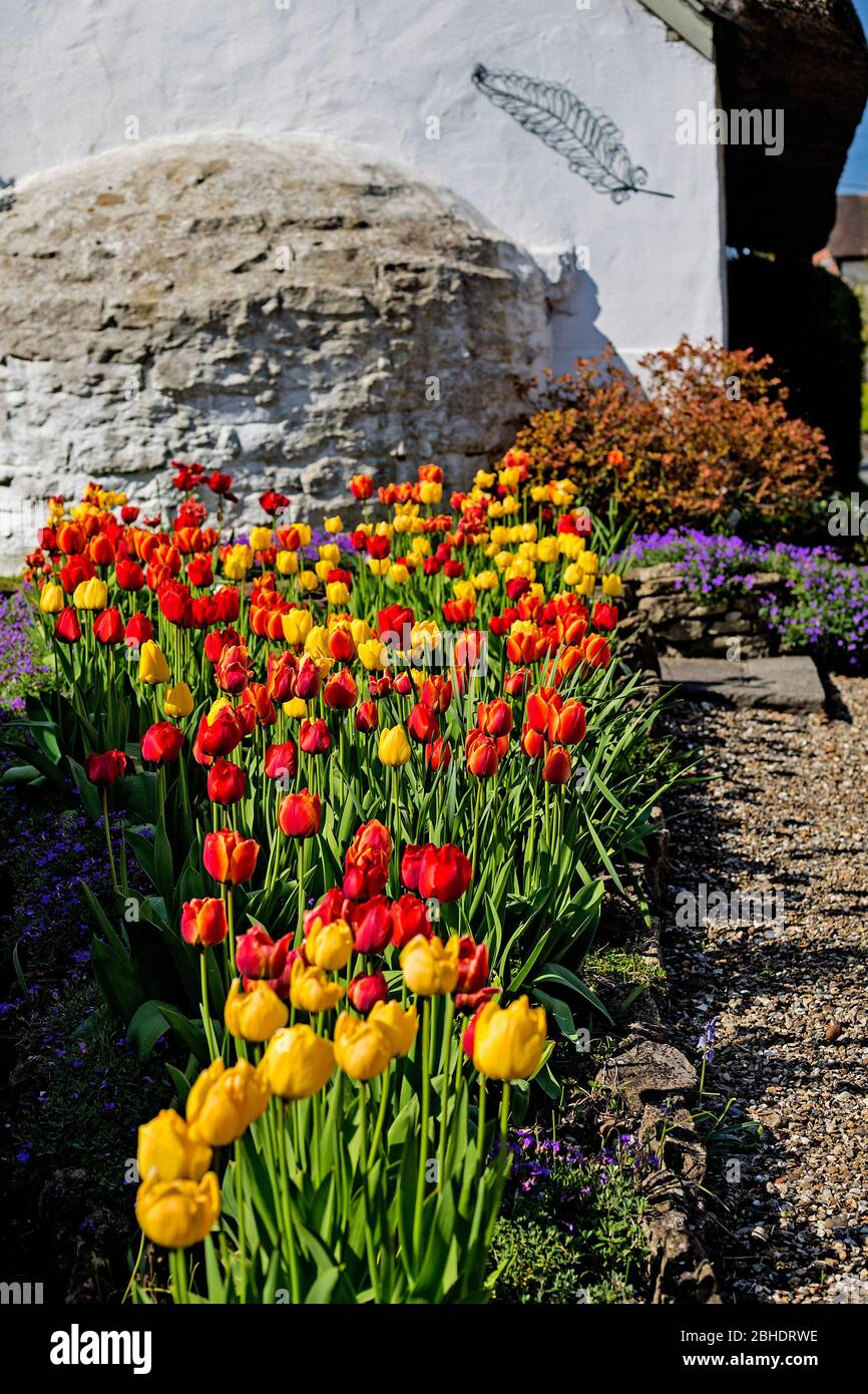 A display of red and yellow tulips in an Oxfordshire village in spring. Stock Photo