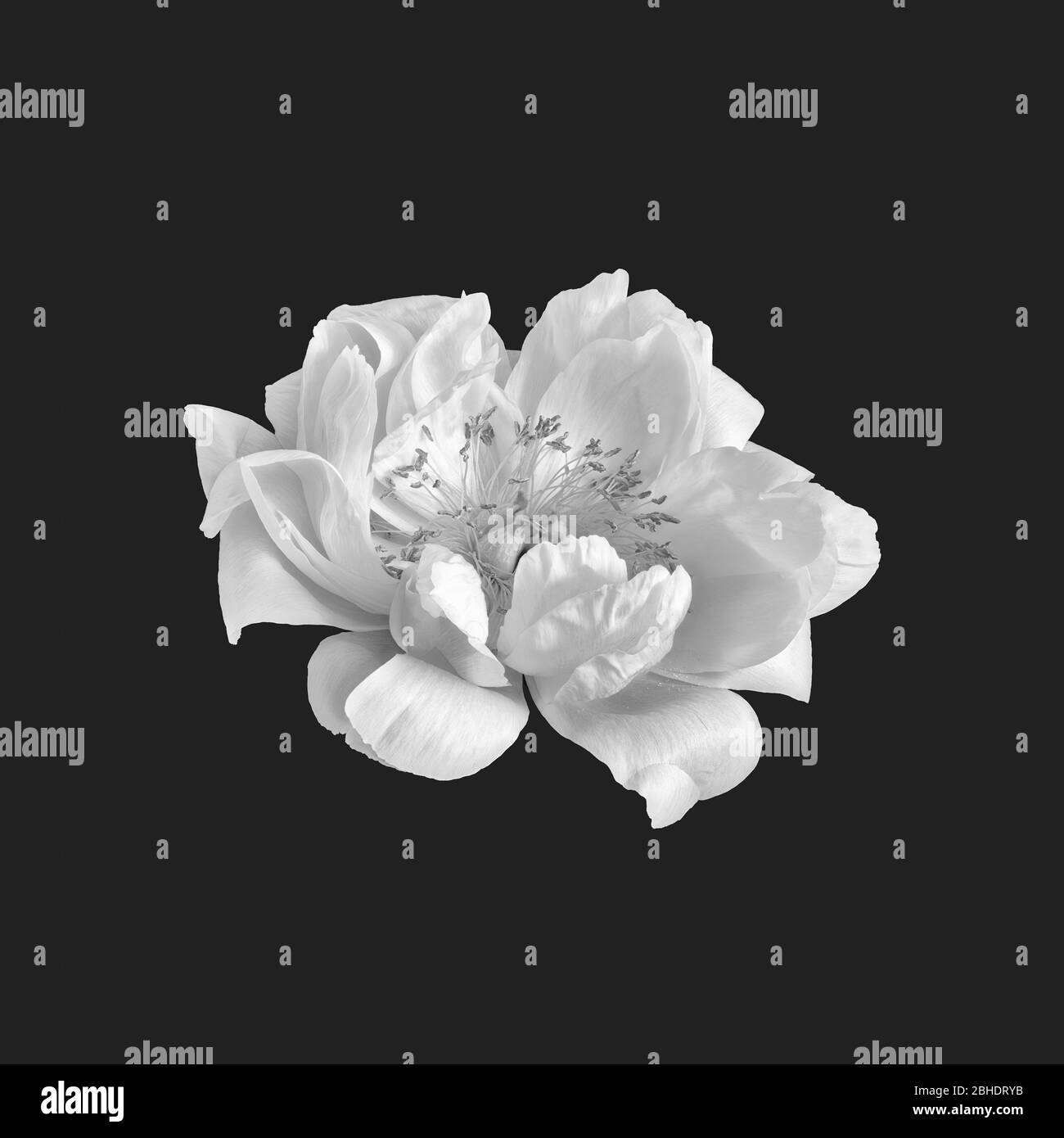 monochrome bright white peony blossom macro on black background,delicate filigree texture Stock Photo