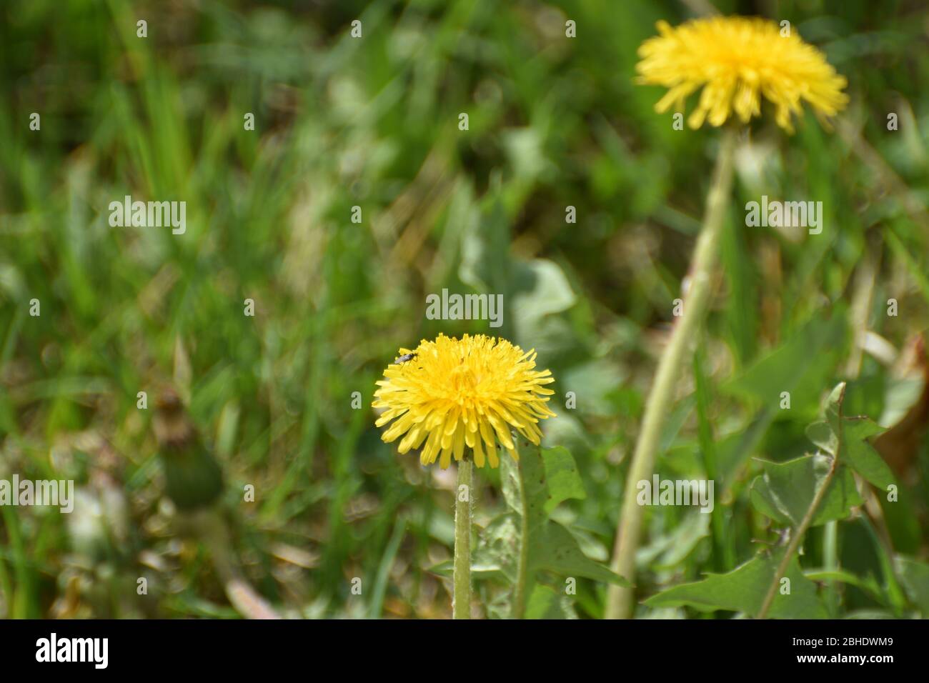 Blume, Löwenzahn, Wiese, Wiesenblume, Wiesenblumen, Blumenwiese, Frühling, Frühlingsblume, Blüte, Blütezeit, Gras,  Asternartige, Korbblütler, Taraxac Stock Photo