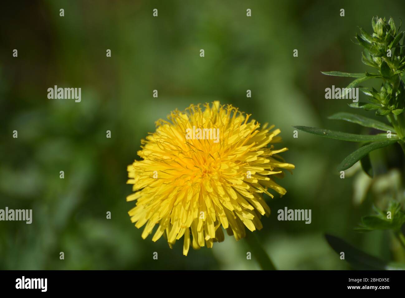 Blume, Löwenzahn, Wiese, Wiesenblume, Wiesenblumen, Blumenwiese ...