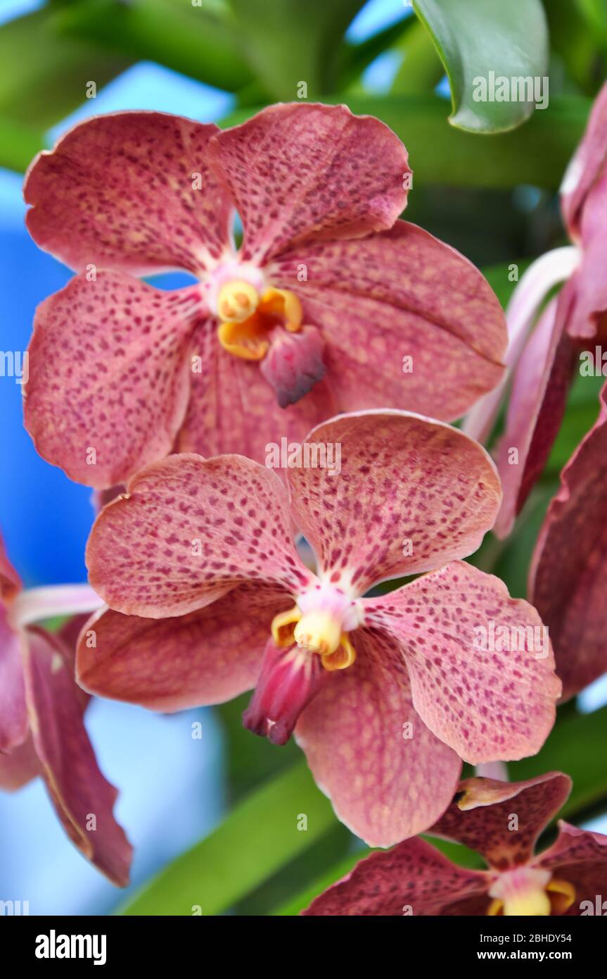 Pink orchid species Vanda orchids hanging in the house. Stock Photo