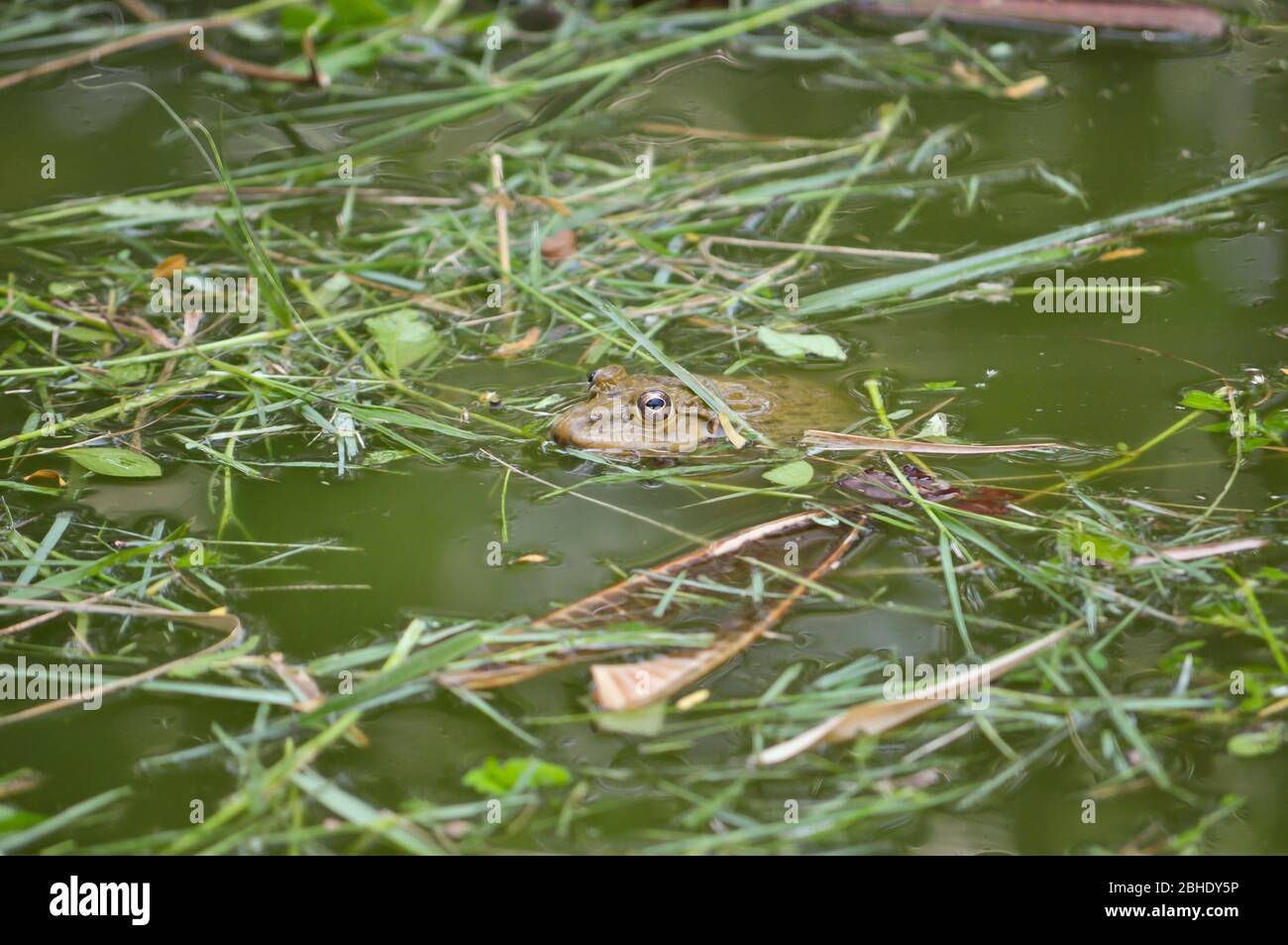 Frogs that live in or visit water have adaptations that improve their swimming abilities. Stock Photo