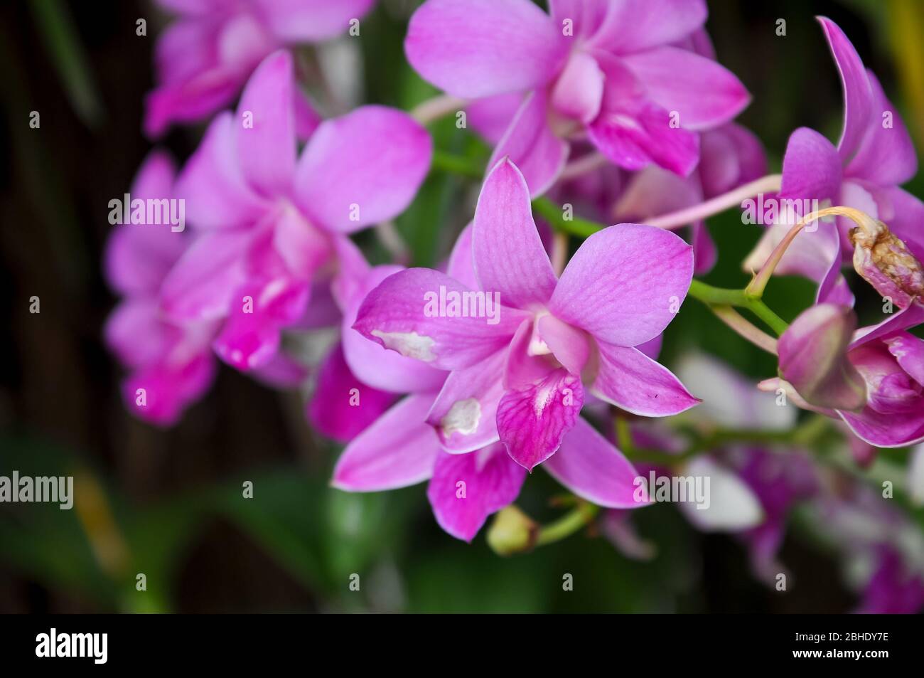 Pink orchid species Dendrobium Orchids are beautiful flowers. Stock Photo