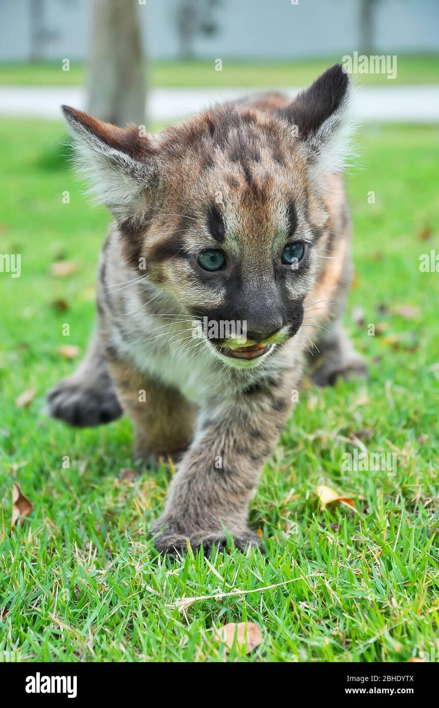 Baby Puma and kitten are very similar. But baby puma is a point along body  and will fade as it grow up Stock Photo - Alamy
