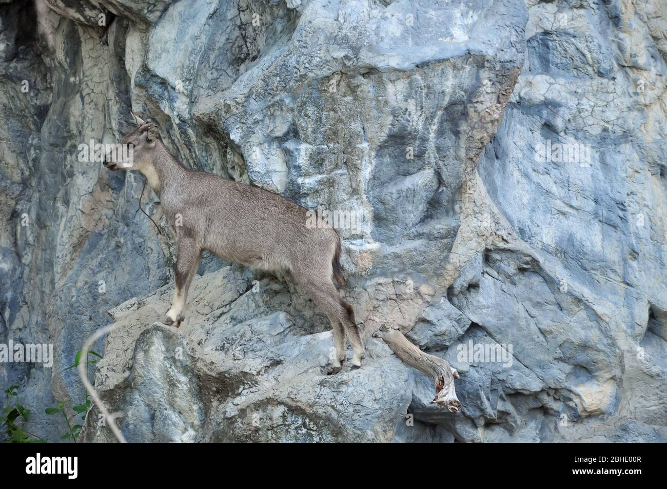 The goral is small ungulates with a goat-like or antelope-like appearance Stock Photo